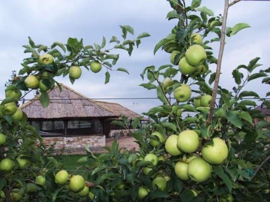 فندق Maetok Country Club Petrovo المظهر الخارجي الصورة